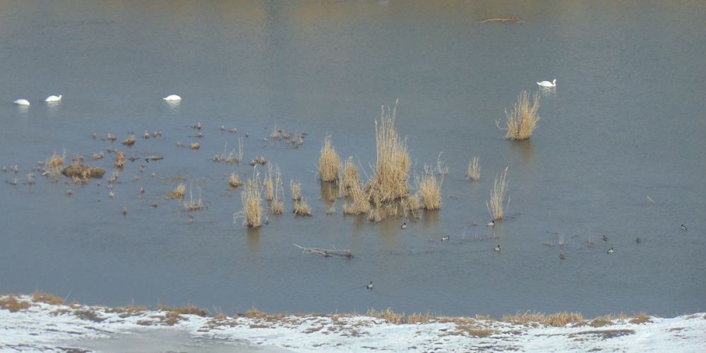 �������� ��� - ���� ��������