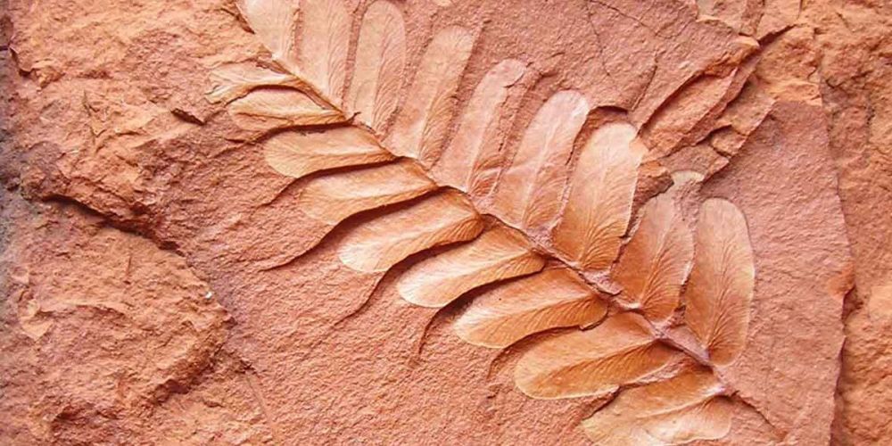 �������� ��� - �������� ���������� (Neuropteris ovata), ��������� �����
