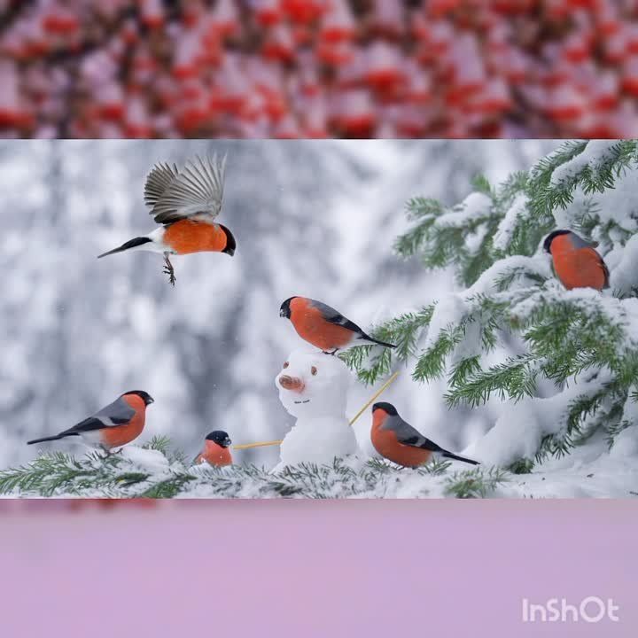 ������ �������,. ������ ����������