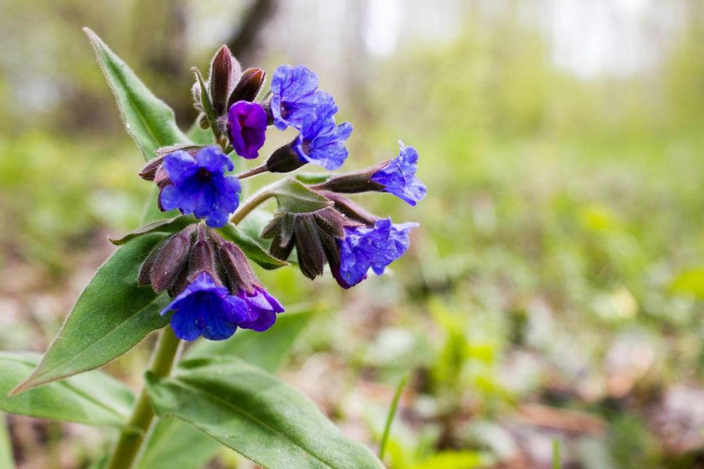 #�������_�����. ������� ����, �������������� ���! �������� (Pulmonria) � ��� ��������� ����������� ����������� �������� ��������� ������������