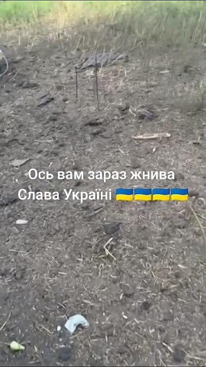 ������ �������: ������������ �� ����������� ����������� ���������� ��������������� Bushmaster �������������� ������������