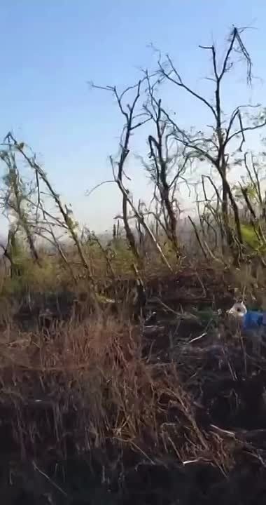 ������ �������: ������������ �� ����������� ����������� ���������� ��������������� Bushmaster �������������� ������������