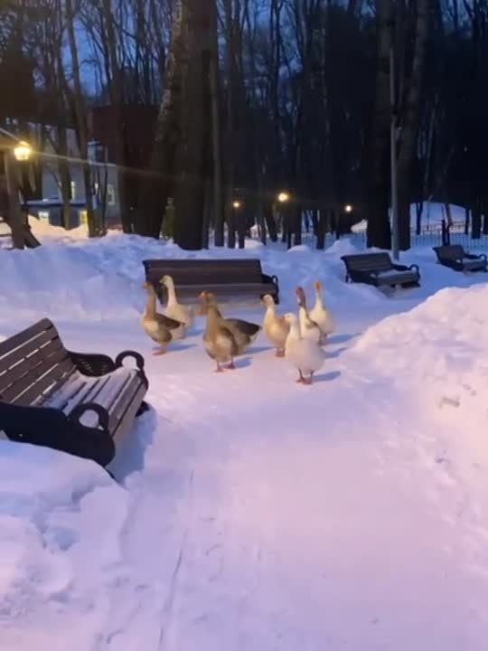 ����� ��������: ������ - ���������� �����