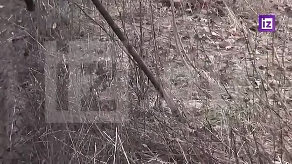 ����� �����: ������� "��������" ��������� � ���������� �������������� ��������