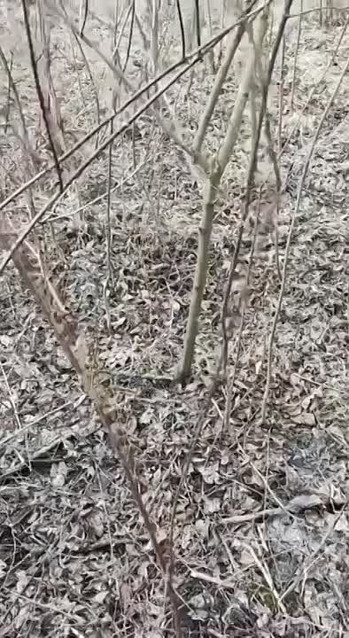 ������� ������: ���������� ����� ���: "��� �������, � �������� �������!"(�)