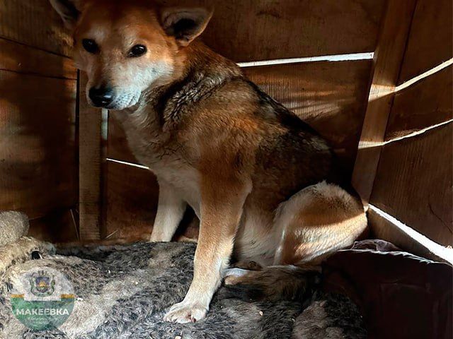 По поручению главы муниципального образования городского округа Макеевка Владислава Ключарова в городе активизирована работа по регулированию численности безнадзорных животных