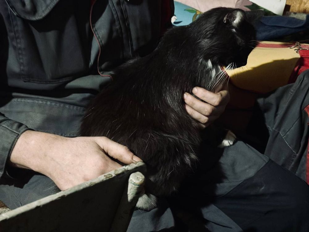 ������ ��������� ������������ �������� ������������� �������.�� ����� ����������