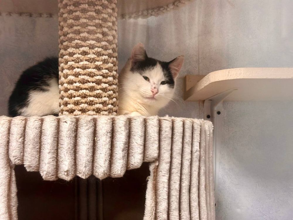 ������� �������: ���������. ������. ����. ��������� ������� �����