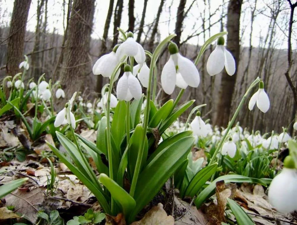 #�������_�����. ����������� ����, ��������� ���! ���������� ������������� (Galanthus nivalis) - ��� �������� ���������...