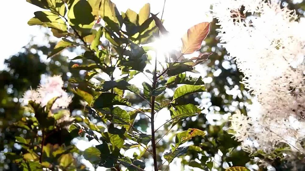 29 ������� - ���������� ���� ����������� ����! 29.02.2024