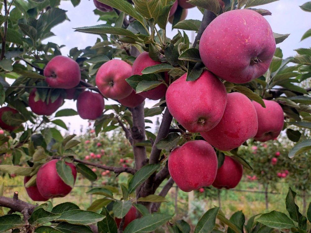 � ��� ��������� ������������������ ������-��������� ��� ������������ ��������