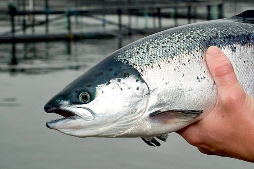 ��������� ��������: ����������� ����������� ����, ������������ � ���������� ��������, ������������ ������ �������������, ������ �������� � ��� ��������