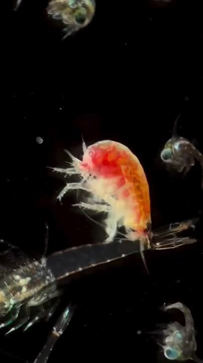 �������� (����� Amphipoda) � ��������� ������ ��������� �������� ������������
