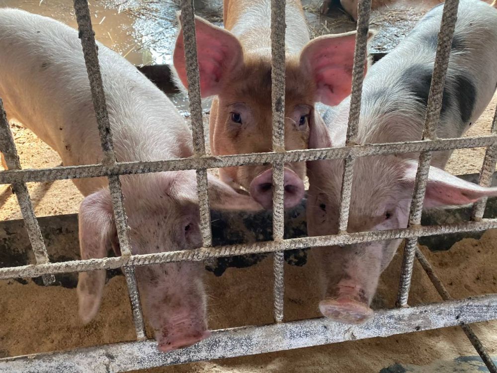 ����������� ���� ������ - ���� �� ���������� �����������, �� �������� ��� ������� � � ��������� ���������� �������� ���������� ������