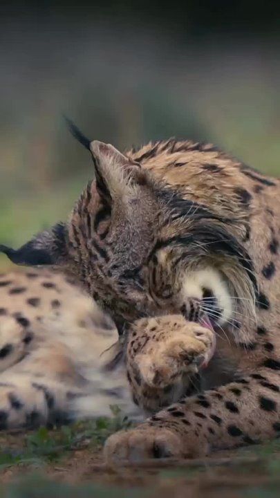 � ������ �����, ���������!