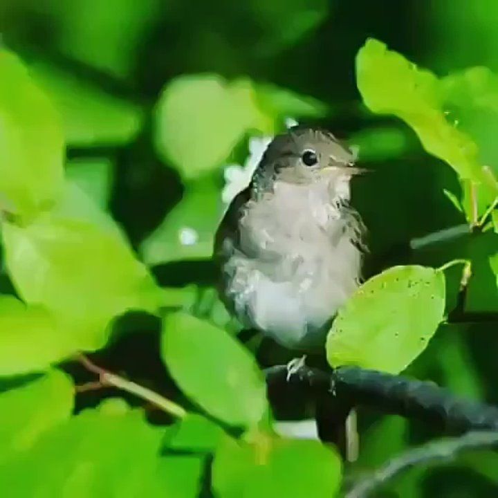 ������ ����, ���������!