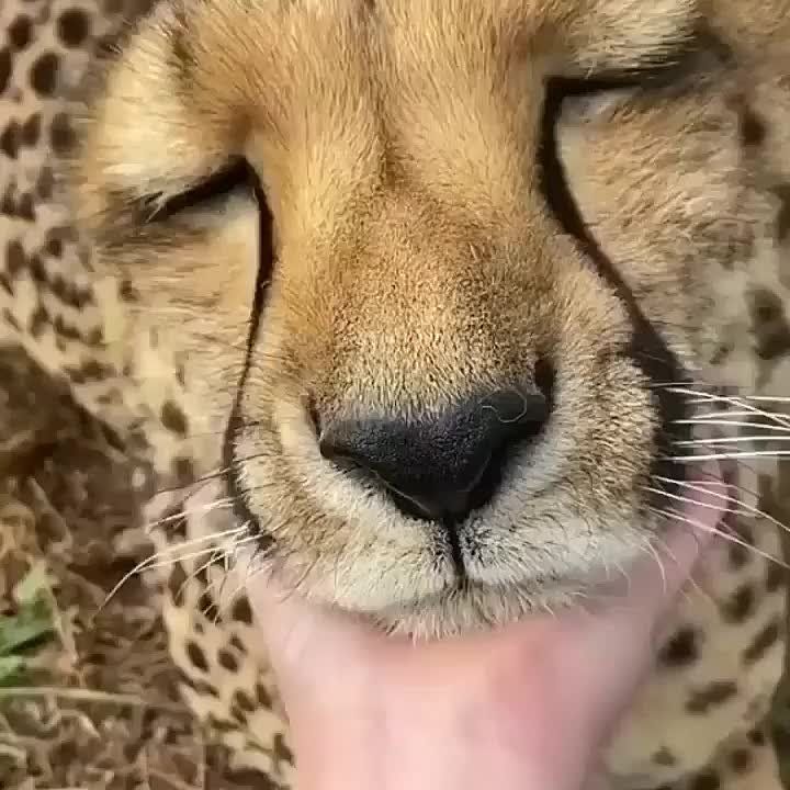 ��������� ����, ���������!