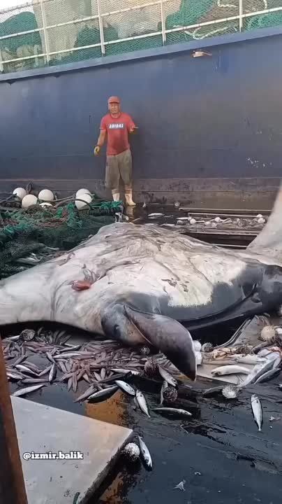 � ���� ����� ������� ������