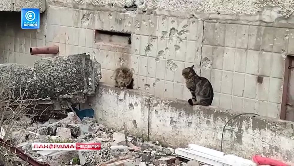 Шанс на новую жизнь. Раненая собака из Соледара отправилась к новым хозяевам в Москву. 28.04.2024, «Панорама Недели с Мариной Лысенко»