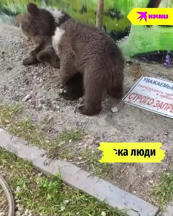 ����� � ���� � ��������� �� �������� � ���������