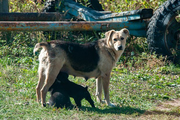 Путин подарил щенка девочке из Макеевки