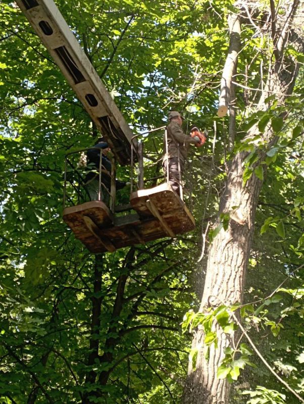 Василий Ткачук: Сегодня силами МУП АГД "Управляющая компания Калининского района г.Донецка" выполнена санитарная обрезка ветвей деревьев на придомовой территории жилого дома №103 по бульвару Шевченко