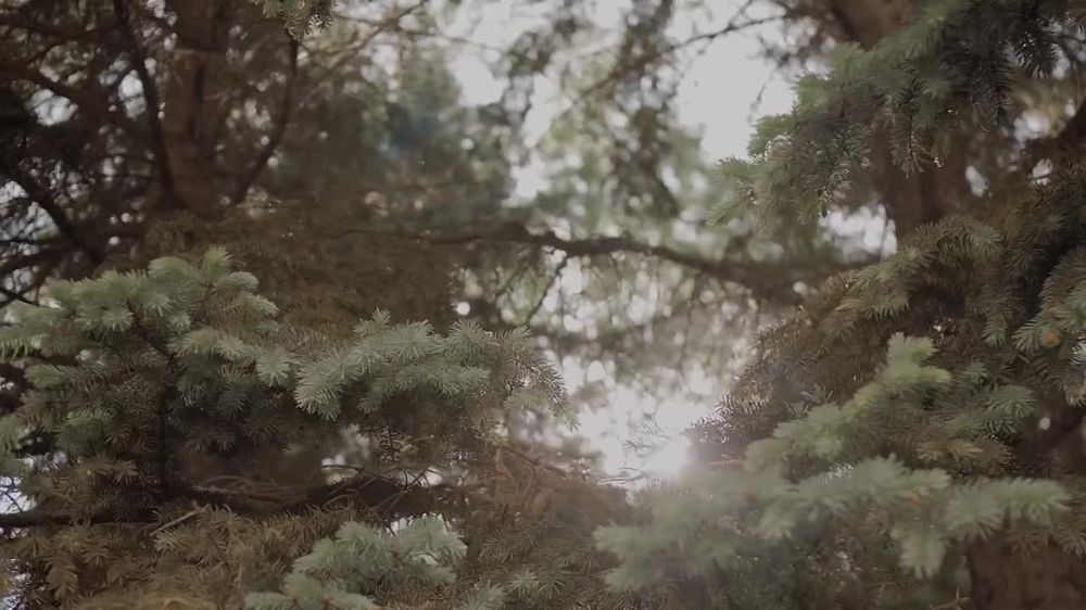 ����� ���������: ������������ ��������� � ���� ������ �� ������ 1-� ����������� ���������� ������� � ����������