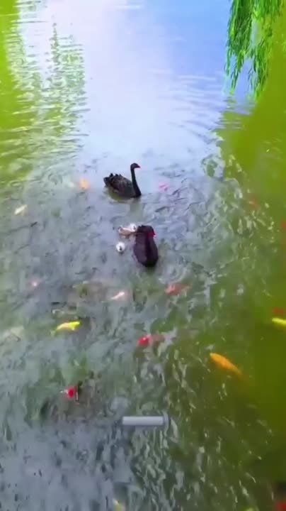 ������ ����, ���������!