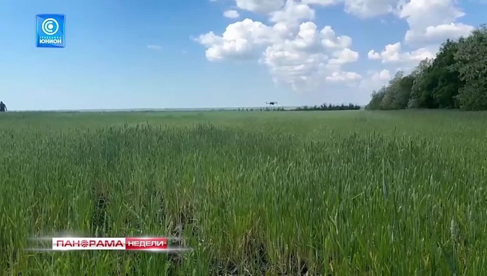 БПЛА на радость аграриям. В сельском хозяйстве ДНР применяют новые методы контроля. 26.05.2024, «Панорама Недели с Мариной Лысенко»