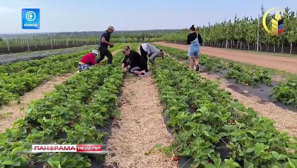 Урожая не будет? В ДНР введен режим ЧС в агросекторе