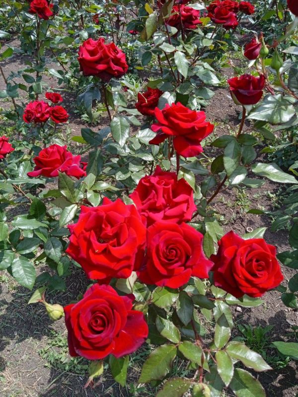 Василий Ткачук: Сегодня сотрудники МУП АГД "ЗЕЛЕНСТРОЙ КАЛИНИНСКОГО РАЙОНА" продолжают работы по благоустройству проспекта Ильича в Калининском внутригородском районе города Донецка