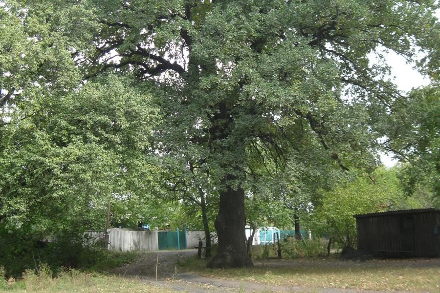 ���������� ��������� � �������� ����������� ������ ����