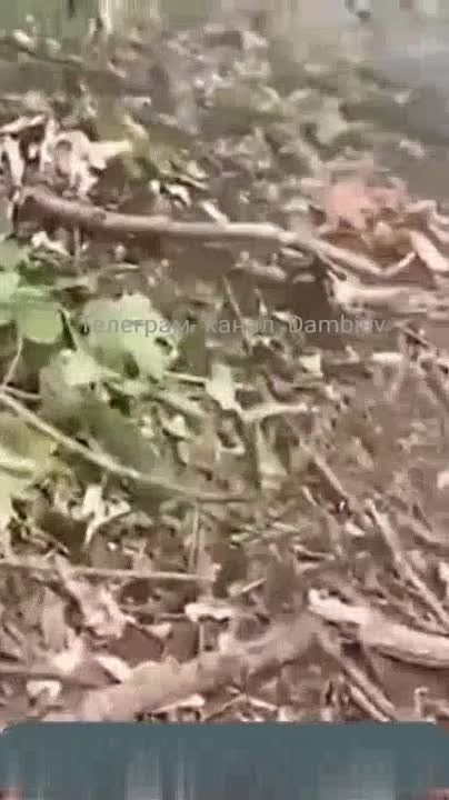 ������ �������: �������� ������ �� ������ ���������� ������ �� ����-�������� �����������