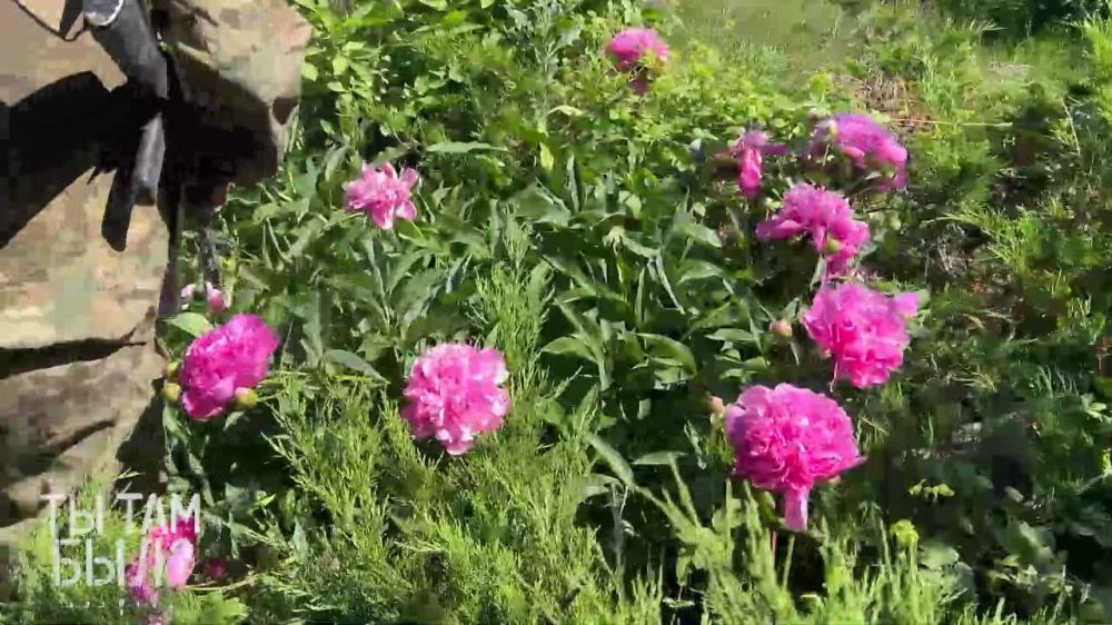 Павел Кукушкин: Артёмовская черешня.. В Артёмовске под звуки работы нашей авиации и артиллерии бойцы Интербригады «Пятнашка» собрали для товарищей немного свежих витаминов