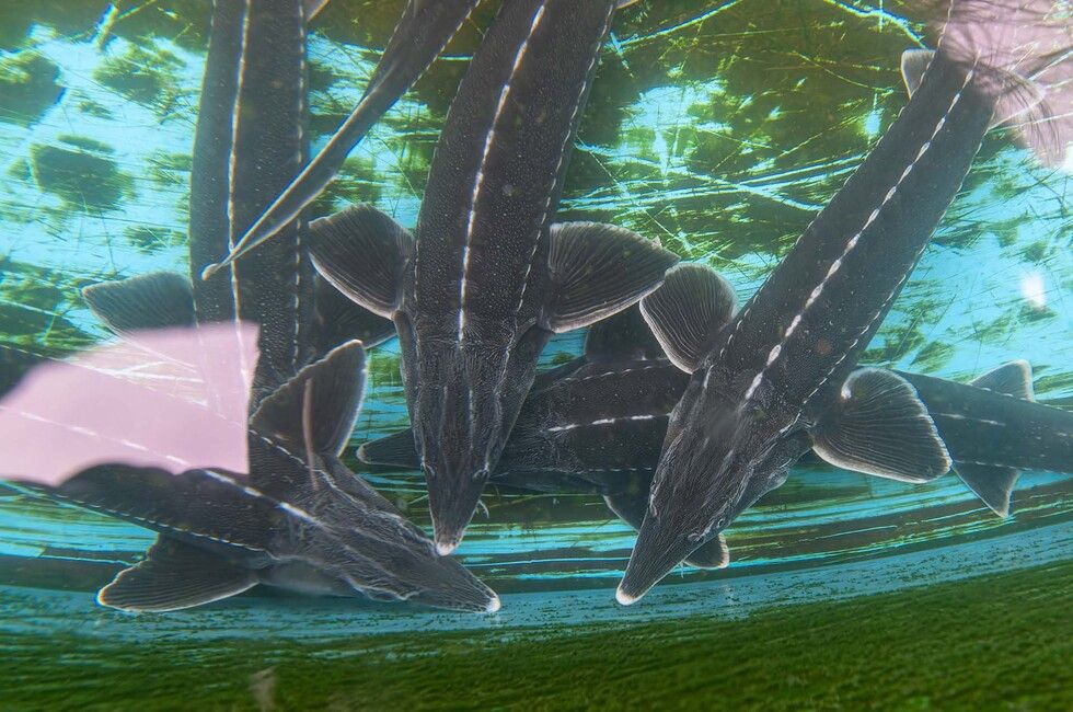 �������������� �������� ��������� � ����� ��������� ��������� � �������� ����