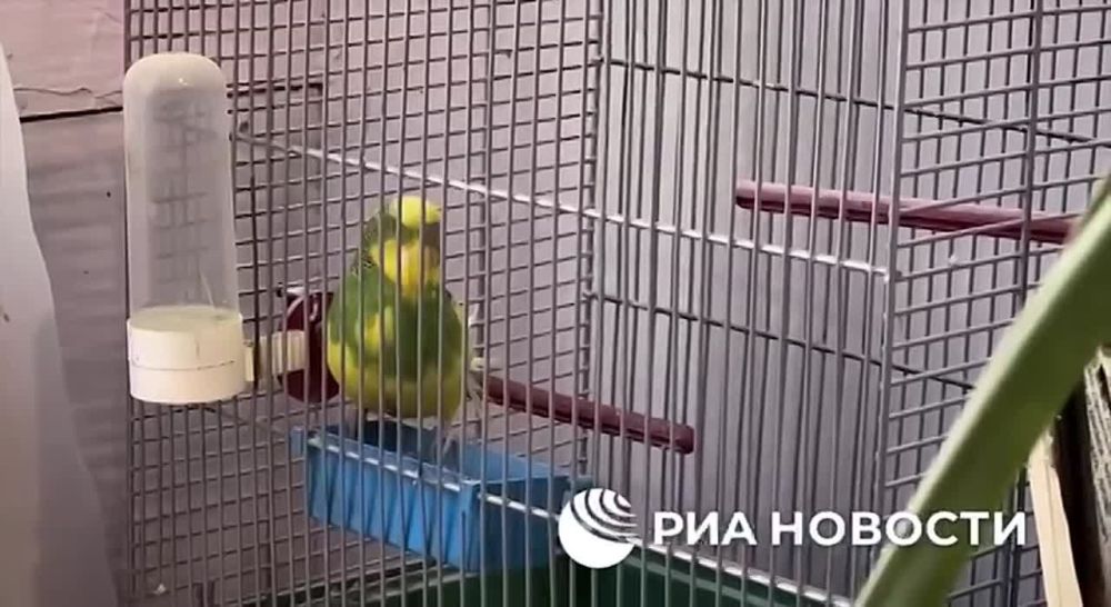 ���� ���� �� ������� � ��������, ������ � ������ ������ �������