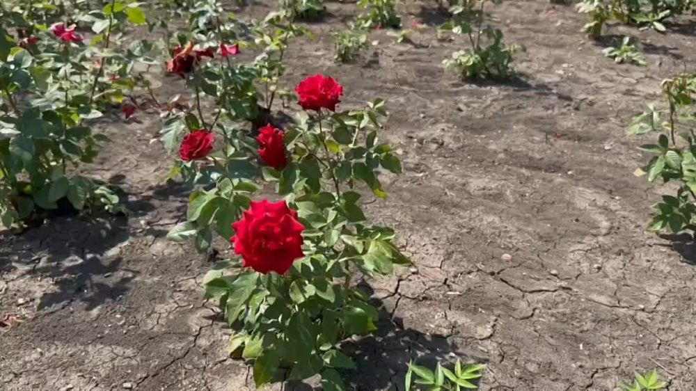 ���� ������: #������������ #����� #���� #���������� #����������