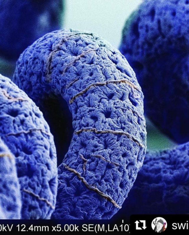 ����-������� ��������� Spirulina