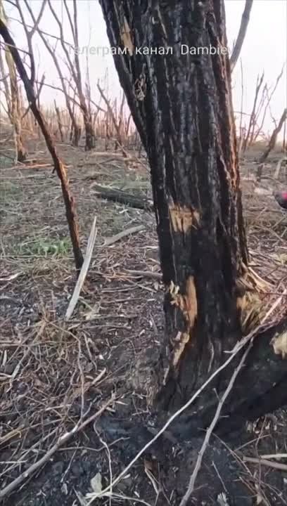 ������ �������: ��������� "���������" ������ � ����� ������� �� ����-�������� �����������