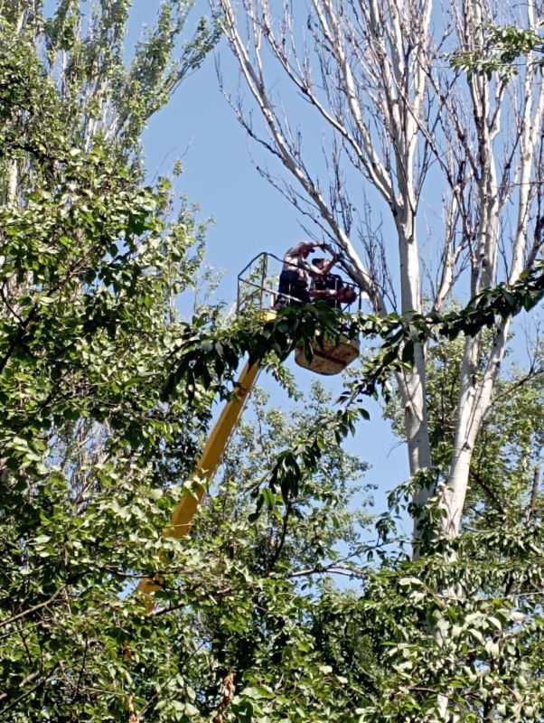 Василий Ткачук: Сегодня силами МУП АГД "Управляющая компания Калининского района г.Донецка" выполнено кронирование зелёных...