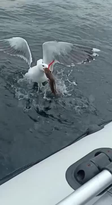 ���������� ������ ���� �� �����