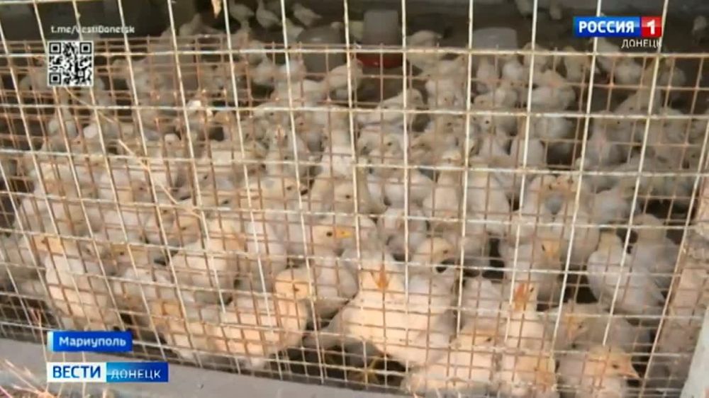 � ������������� �������� �����������