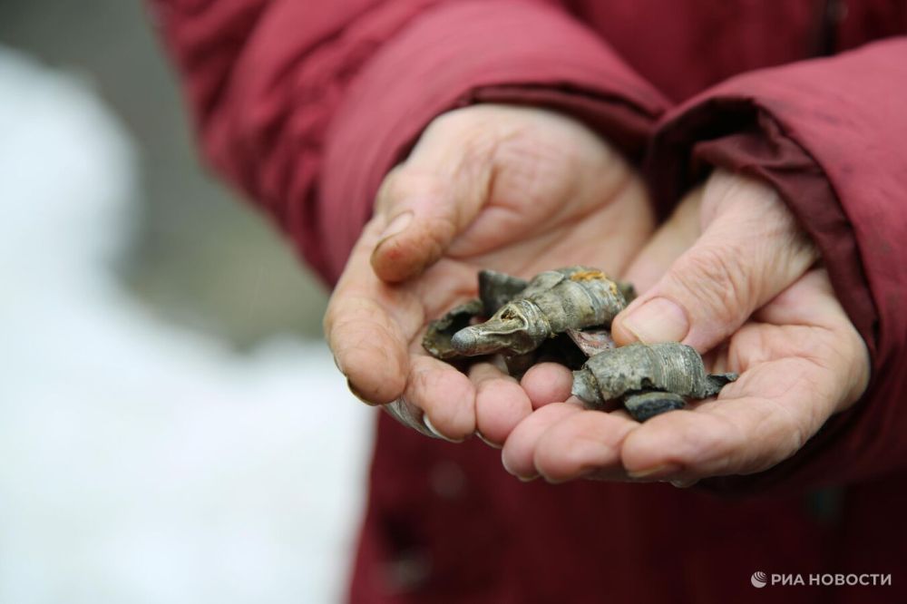 Мэр Донецка Кулемзин сообщил о ранении мирного жителя при обстреле Александровки