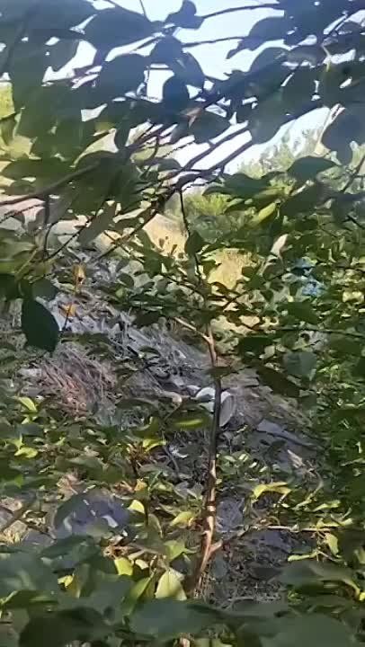 �������� ����������: ������ ����� ����������� ������ �������