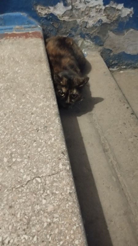 ����������� ��� 14, 4 �������, ��� ���������, ����� ������������, ���� �� �������