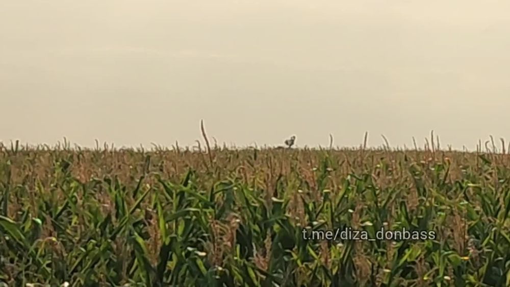 ������ ���������: � ������� ������ - ��� ������ ���� ��� ������� �� ��������� ������ � �����