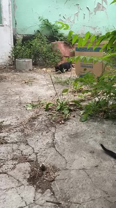 ������� ������: ��� �������� ���� ������� ����� � ��������������� �������, � ��� ��� ������ ��������� ���������-���������, �������� �� ��� �� ����� ������ ��������