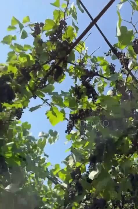 ������ �������: �������� ��������� ����� �����