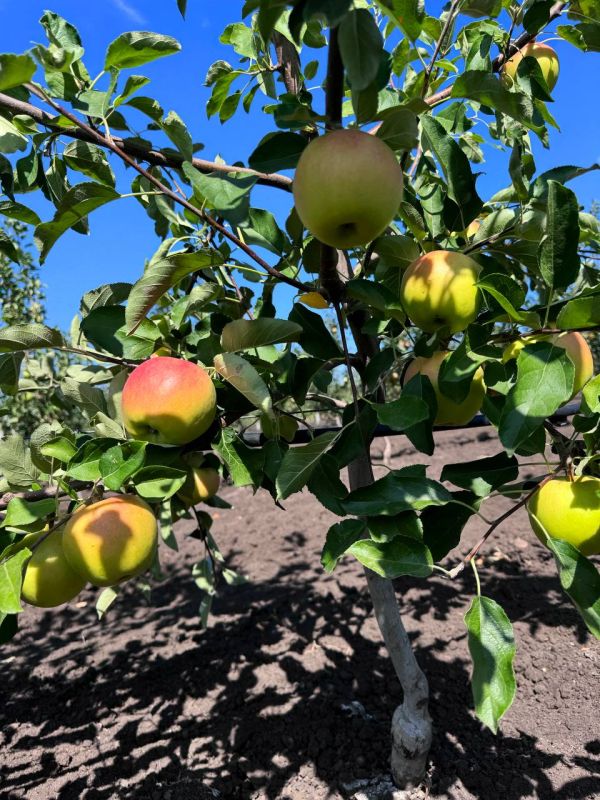 � ����� ������������� ������ ��������� ��������� ������ �����