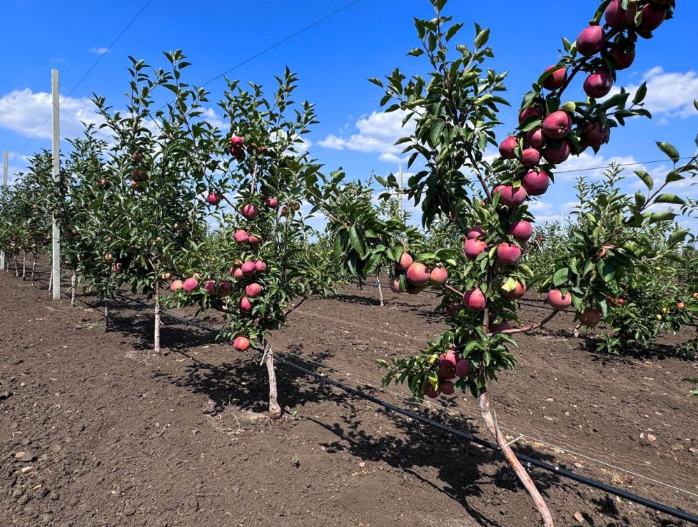 � ����� ������������� ������ ����� ������ ����� ������ ����������, ��������, ��������, �����, ������� ������